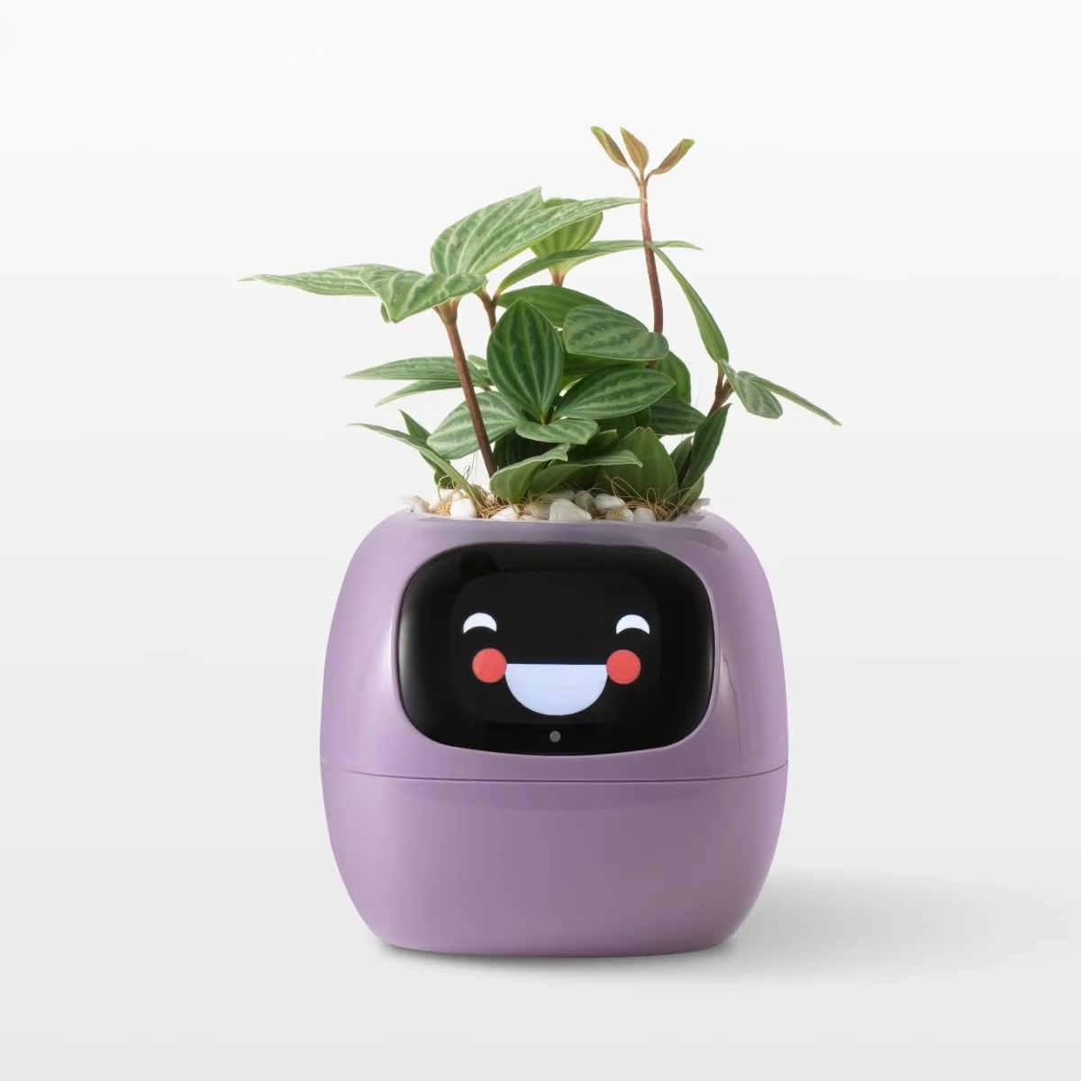 YY Wifi Ai Planter Watering Re - Home Decor Ai Free 评论和价格